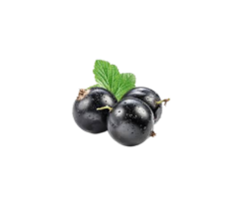 BlackCurrent